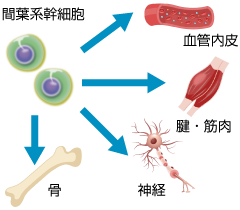 What Are Mesenchymal Stem Cells (MSCs)?