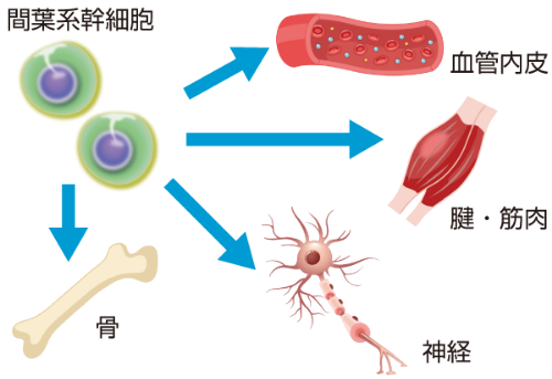 間葉系幹細胞の働き