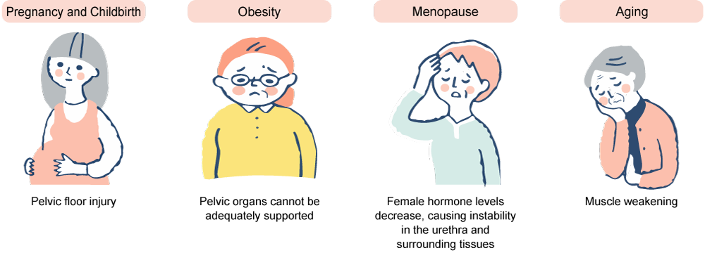 Why do the pelvic support tissues loosen?