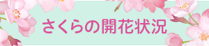 さくらの開花状況