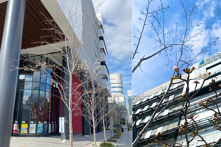 2025年3月31日 桜開花状況