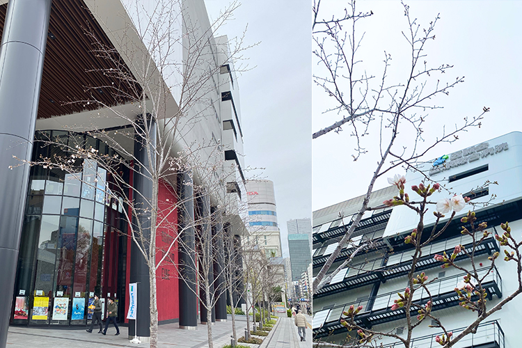 2025年4月1日 桜開花状況