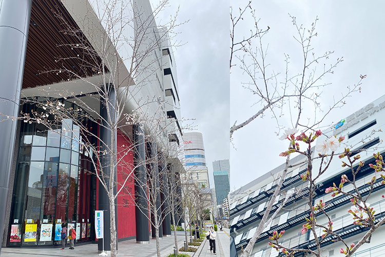 2025年4月2日 桜開花状況