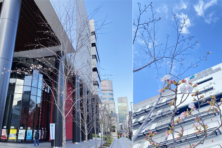 2025年4月3日 桜開花状況