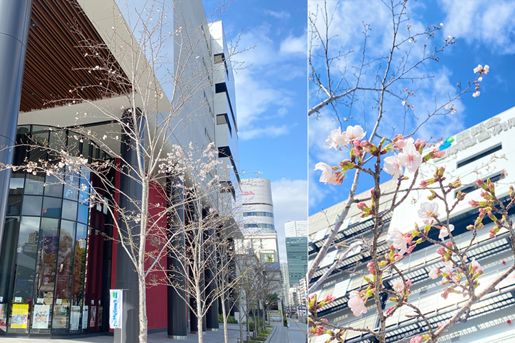 2025年4月4日 桜開花状況