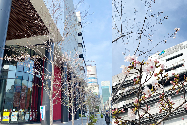 2025年4月5日 桜開花状況