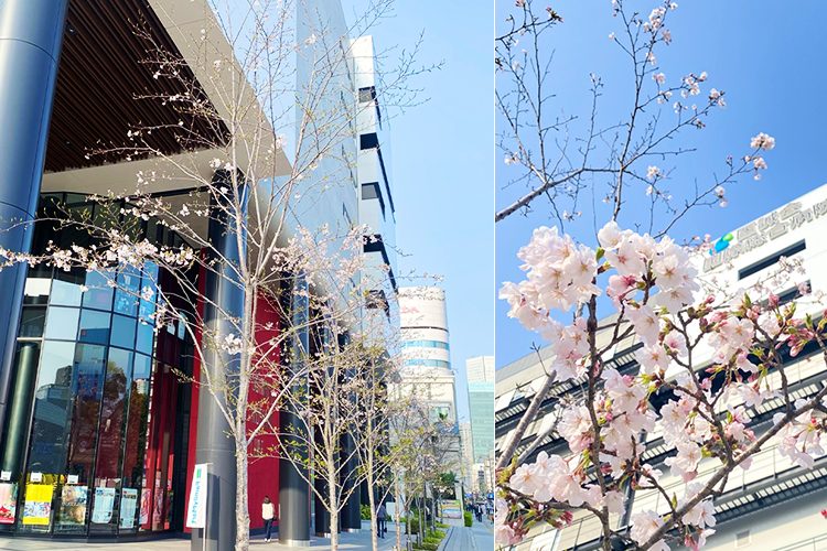 2025年4月7日 桜開花状況