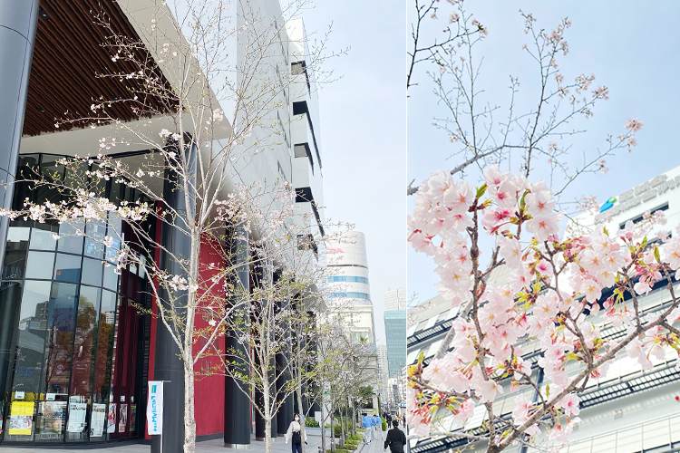 2025年4月8日 桜開花状況