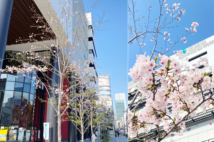 2025年4月9日 桜開花状況
