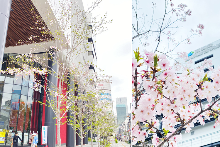2025年4月11日 桜開花状況
