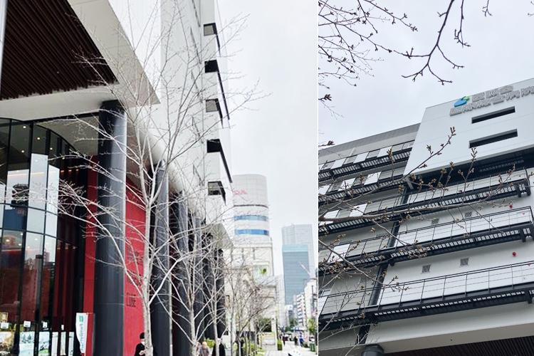 2026年3月25日 桜開花状況