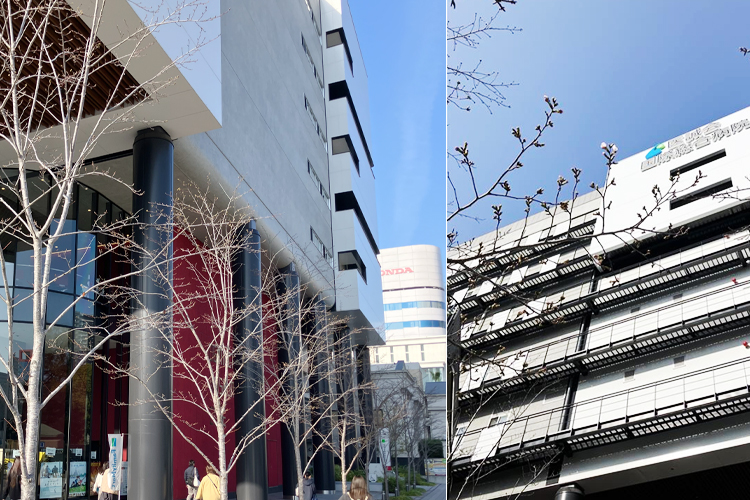 2026年3月27日 桜開花状況