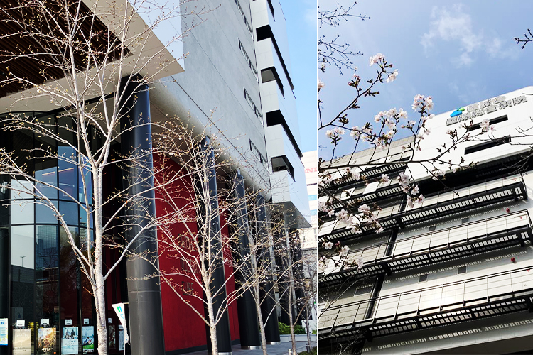 2026年3月30日 桜開花状況