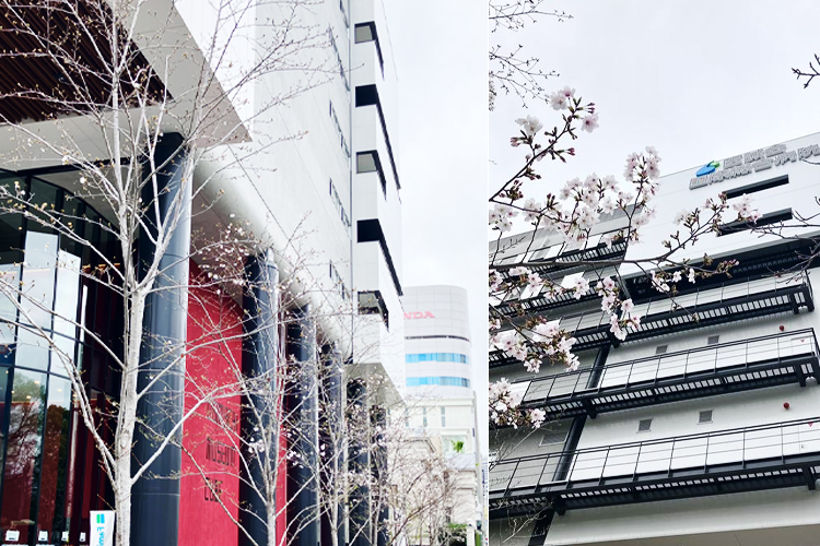 2026年3月31日 桜開花状況