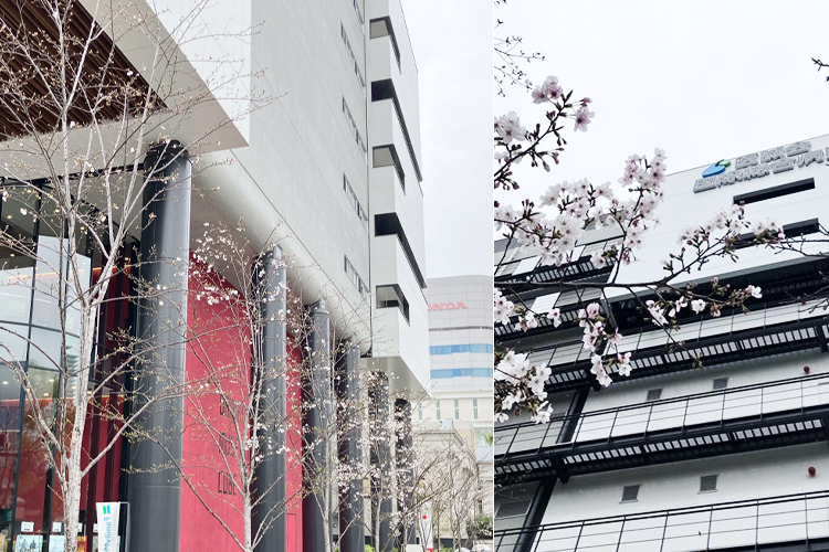 2026年4月1日 桜開花状況