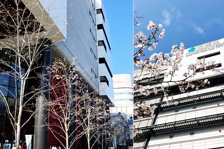 2026年4月2日 桜開花状況