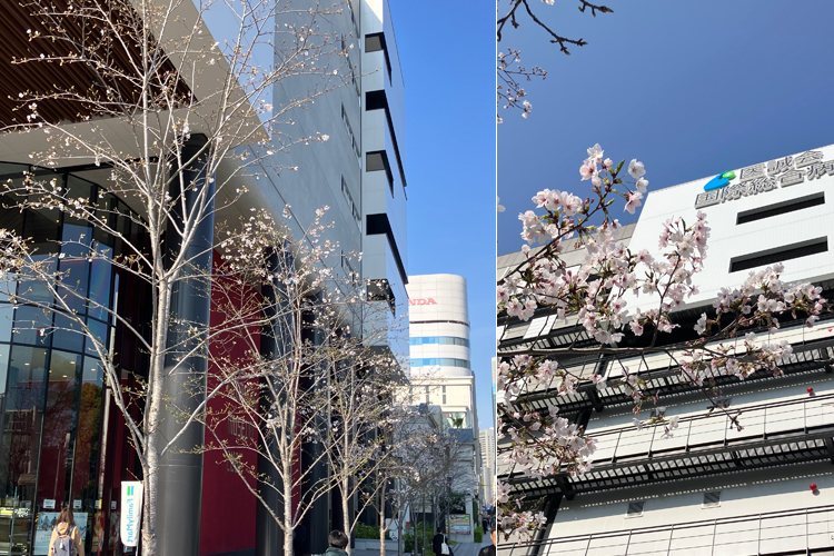 2026年4月3日 桜開花状況