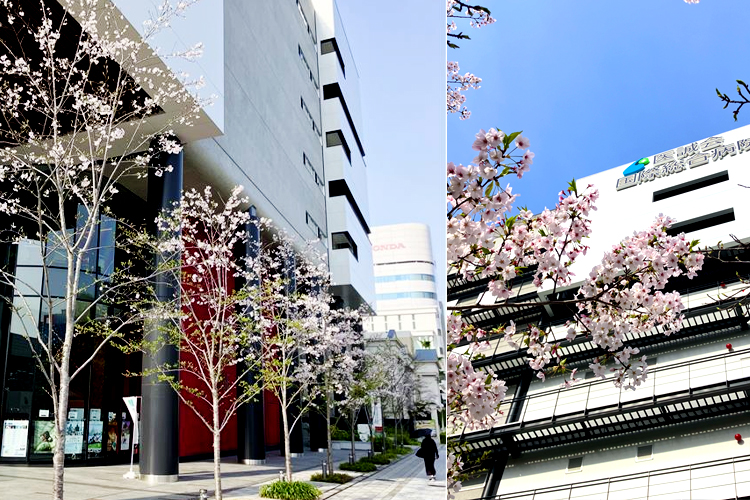 2026年4月6日 桜開花状況