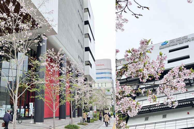 2026年4月7日 桜開花状況
