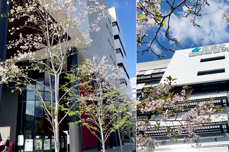 2026年4月8日 桜開花状況