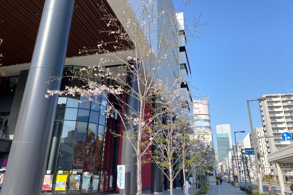 2年目のさくら1