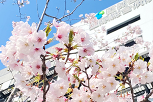 2年目のさくら2