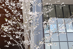 1年目のさくら3