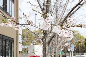 1年目のさくら4