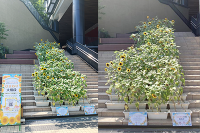 2025年09月16日のひまわり