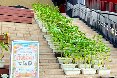 病院屋上養蜂場に広がるひまわり畑