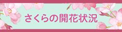 さくらの開花状況