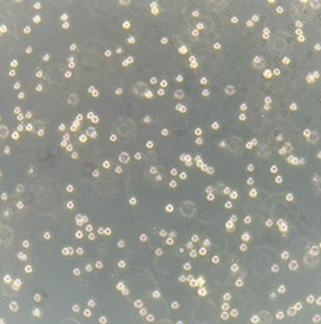 培養0日目（播種直後）